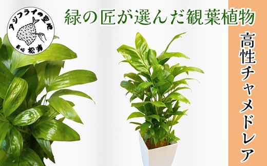 緑の匠が選んだ観葉植物 素敵な空間づくりに 高性チャメドレア( チャメドレア 観葉植物 インテリア 植物 新築祝い 贈り物 開店祝い 引っ越し祝い 送料無料 )【B8-020】