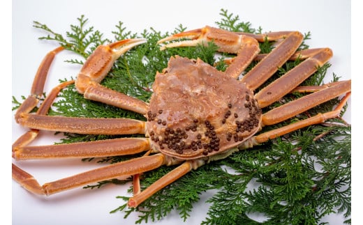 【活生】訳あり松葉ガニ 800g