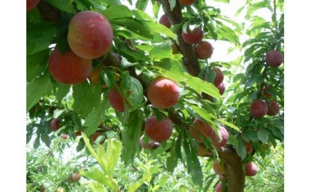 【2025年／令和7年発送先行予約】すもも「サマーエンジェル」10～13玉入り×2箱約3kg ALPAA015