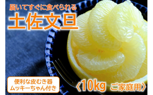 土佐文旦 10kg L〜3L ご家庭用 高知 黒潮町 文旦 ぶんたん 柑橘 フルーツ 果物 文旦10kg 家庭用文旦 大玉 小玉 サイズ統一 17〜25個 皮むき器 ムッキーちゃん付き 産地直送 文旦