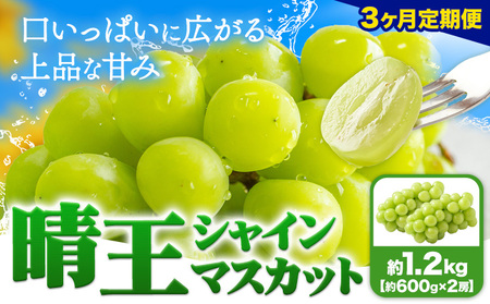 【3ヶ月定期便】ぶどう シャインマスカット 晴王 1.2kg 2房 マスカット岡山《7月上旬-9月末頃出荷》岡山県 浅口市 送料無料 フルーツ 果物 マスカット お取り寄せフルーツ【配送不可地域あり】（北海道・沖縄・離島）