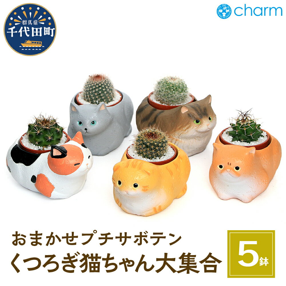 【ふるさと納税】おまかせプチサボテン くつろぎ猫ちゃん大集合 (5鉢セット)群馬県 千代田町 インテリア ナチュラル かわいい リラクゼーション 室内栽培 プレゼント ギフト 贈答用 送料無料 ライフスタイル 人気 オススメ 初心者 玄関 リビング 株式会社チャーム