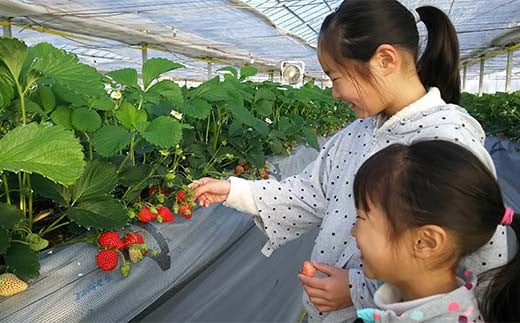 ＜高田いちご園＞ 苺狩りペア入場券(2名様) 食べ放題 いちご狩り 高田いちご園 ペア 入場券 2名 いちご 苺 イチゴ フルーツ 果物 体験 F21E-083