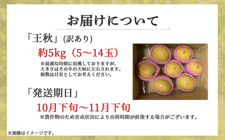 【訳あり】【期間限定】令和8年産 王秋 5kg 倉吉産 福井果樹園 梨 王秋 ブランド梨 果物 フルーツ 和梨 先行予約 数量限定 詰め合わせ