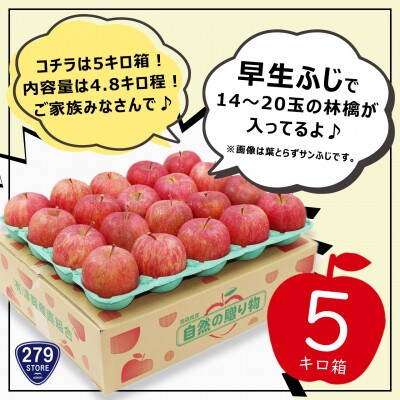 10月初旬頃発送 早生ふじ A品 5キロ箱 4.8kg 14～20玉 津軽りんご 産地直送【配送不可地域：離島】