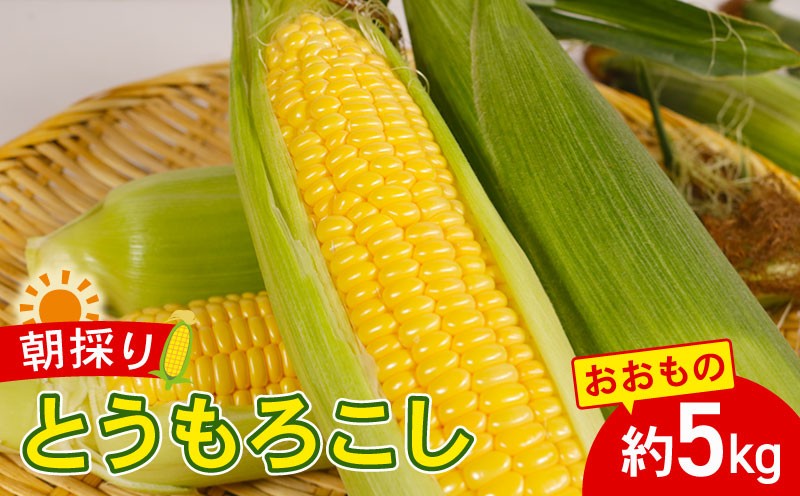 
            とうもろこし おおもの 約5kg 国産 銚子産 朝採れ 朝採り 先行予約 産地直送 野菜 夏野菜 新鮮 冷蔵 甘い ジューシー 生 大容量 焼きとうもろこし 天ぷら スープ コーン BBQ キャンプ お取り寄せ おやつ デザート 旬 とうきび スイートコーン toumorokosi なんばん なんば 送料無料 ふるさと納税 千葉県 銚子市 サンズファーム 【令和8年7月上旬～8月上旬頃発送予定】
          