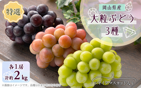 1061.【先行受付】特選大粒ぶどう3種セット(シャインマスカット入り)9月末～12月末発送予定【1488997】