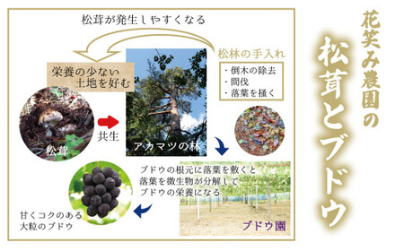 きのこ 松茸 岡山県産きのこ 松茸200g 【hana011-02】