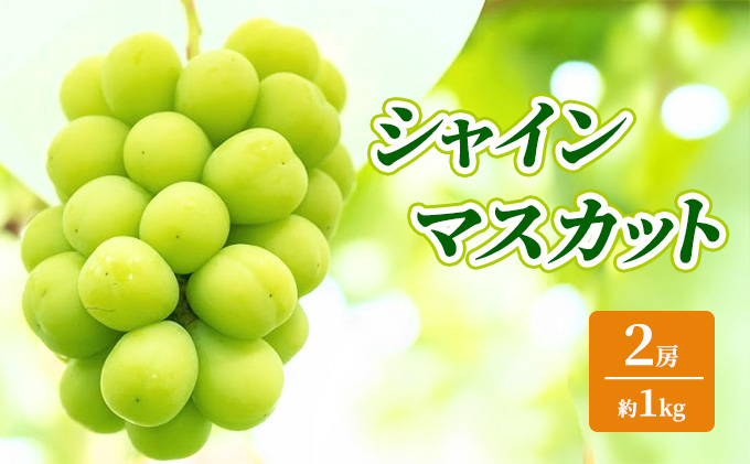 シャインマスカット 約1kg 2房 ぶどう フルーツ 果物 デザート 長野県 山ノ内町