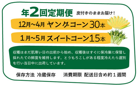 【先行予約2025年1月-5月配送】1番遅くて1番早い_ プレミアムヤングコーンとスイートコーンのよくばり定期便!!朝採れを皮付きのままお届け!!
