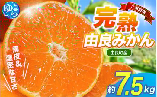 【先行予約】薄皮で濃い甘さ！完熟由良みかん【ご家庭用】7.5kg（混サイズ）和歌山県由良産※2025年11月下旬頃から順次発送予定(お届け日指定不可) / 柑橘 ミカン 蜜柑 甘い 由良町 フルーツ 果物 くだもの 食品 人気 おすすめ 産地直送 由良町【ktym003】
