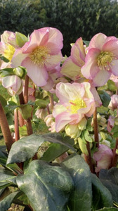 クリスマスローズ・氷の薔薇イタリアーノ　ロゼッタ| 花 クリスマス ローズ 冬 氷 薔薇 赤 季節 冬 ガーデニング ガーデン 庭 贈答 プレゼント ギフト 期間限定 伊那市 ふるさと納税【020-2