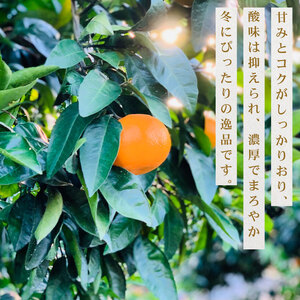 【先行予約】みかん 果樹園直送 テロワールみかん 3kg