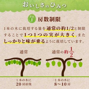 【期間限定発送】 シャインマスカット 訳あり 粒 詰め合わせ 400g 2p 800g [安達長作 山形県 高畠町 tk06ays990007]