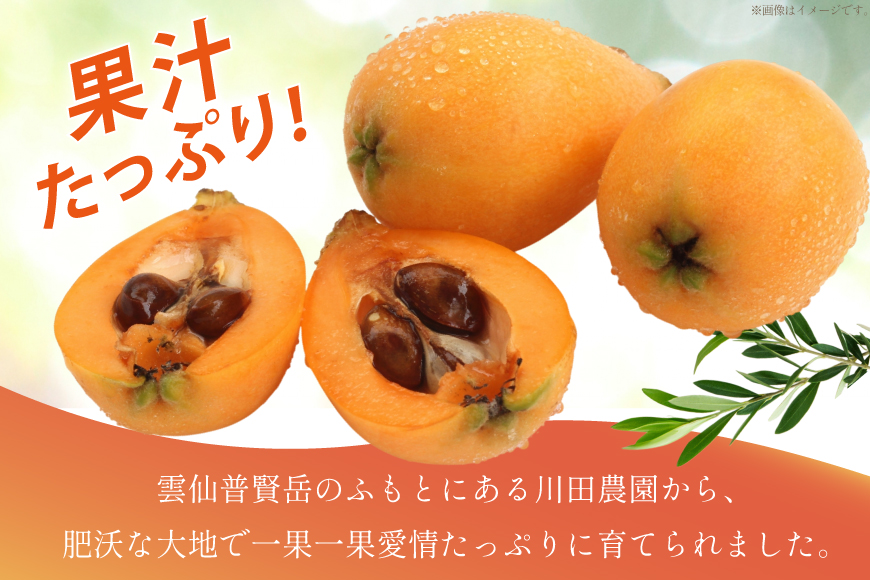 AF220【令和9年度出荷分】びわ 果汁たっぷり！川田さん家の温室栽培びわ 500g [ びわ ビワ 枇杷 フルーツ 果物 くだもの 国産 先行予約 川田農園 長崎県 島原市 ]_イメージ2