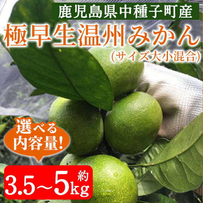 【ふるさと納税】【数量限定】内容量が選べる！＜先行予約受付中！2025年9月上旬～10月下旬頃に順次発送予定＞鹿児島県種子島産！極早生温州みかん(約3.5～5kg) 国産 蜜柑 ミカン 柑橘 サイズ大小混合 果物 フルーツ くだもの 旬 【提果樹園】