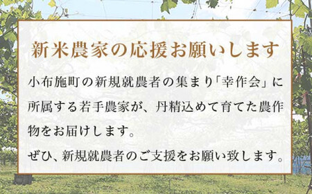先行受付【訳あり】ピオーネ 約1kg 2～3房 2026年9月中旬～10月下旬発送予定［新規就農者応援コース 幸作会］果物 フルーツ ぶどう 不揃い 規格外 定長野県産 信州産 冷蔵便 小布施町［K-