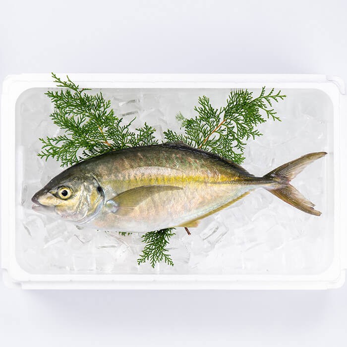 
            【ふるさと納税】鮮魚 シマアジ (1本・約1kg) 鯵 アジ あじ しまあじ 獲れたて 神経締め 塩焼き 刺身 魚介 海鮮 【opba011】【海べ】
          