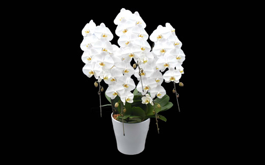 【４月発送分】コチョウラン５本立て【鴻巣花き市場品評会で最高賞受賞】