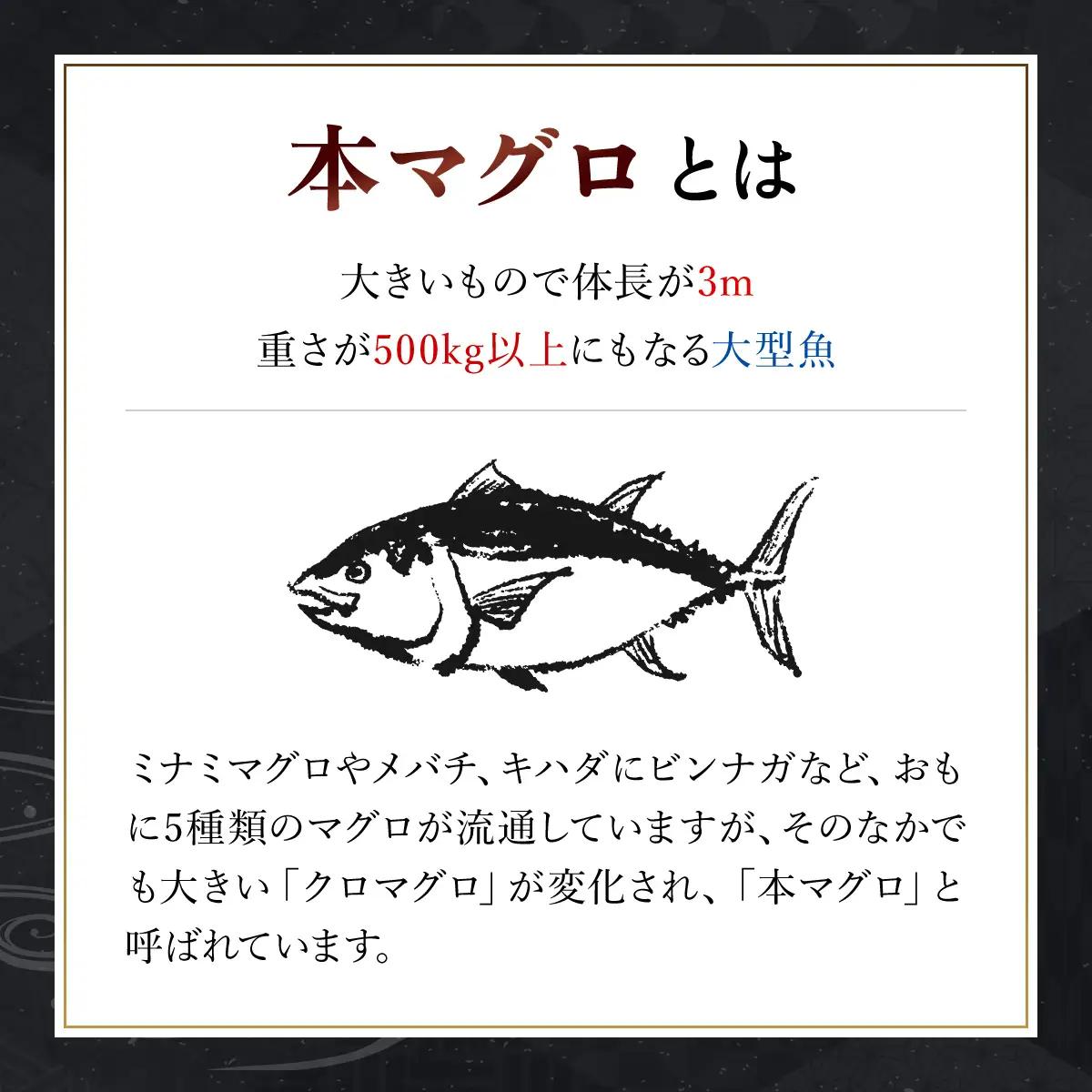 本マグロ 中トロ 600g MBT002