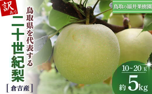 【訳あり】【期間限定】【生産者応援品】令和8年産 二十世紀梨 5kg（10～20玉） 倉吉産 福井果樹園 二十世紀梨 20世紀梨 梨 なし ナシ ブランド梨 果物 フルーツ 先行予約 和梨 数量限定