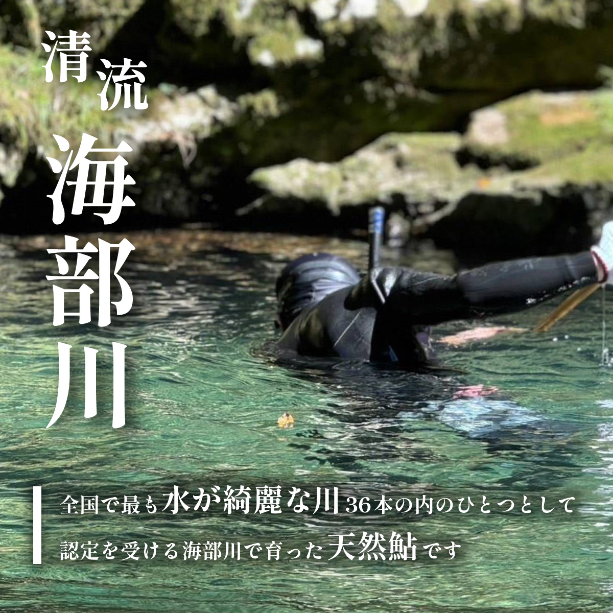 天然波乗り鮎 約1.2kg 大サイズ 20~25cm 8~16尾 鮎 天然 約1.2kg あゆ アユ 天然鮎 清流 海部川 川魚 冷凍
