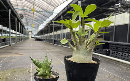 サンセベリア ボンセレンシスドワーフ ＆ アデニウム アラビカム 各1株 sansevieria boncellensis dwarf ＆ Adenium arabicum 長与町/アグリューム[EA