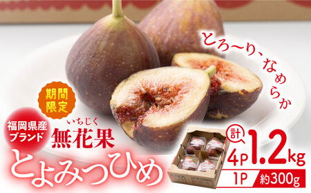 先行予約 福岡産とよみつひめ 約300g×4P ＜南国フルーツ株式会社＞那珂川市 いちじく イチジク フルーツ 果物  いちじく いちじく [GCD020]