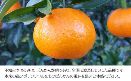 ぽんかん 10kg ミカン ポンカン オレンジ 蜜柑 果実 フルーツ 大分県産 九州産 津久見市 国産【tsu000603】