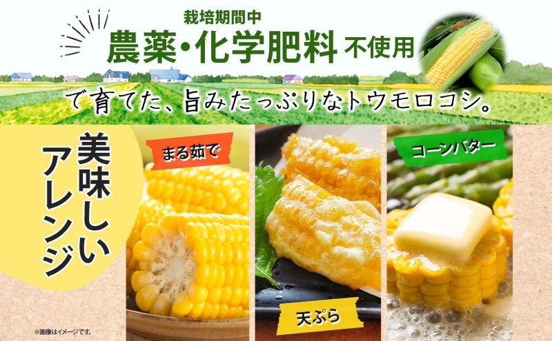 朝採り とうもろこし すはらコーン 8～12本 トウモロコシ イエロー 玉蜀黍 コーン 野菜 旬 夏野菜 甘い 朝採れ 人気 自家用 ギフト 手土産 贈答用 お取り寄せ 産地直送 産直 送料無料 マル