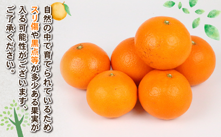 愛果48号 新品種 約4kg M~3L サイズ Shirai.agrifarm 先行予約 高級柑橘 みかん 愛媛ミカン 愛媛蜜柑 mikan 柑橘 果物 愛果28号 甘平 くだもの フルーツ 高級 ブ