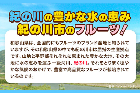 苺 いちご まりひめ 約1kg(約260g×4パック) 