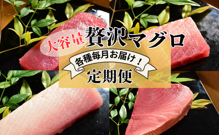 まぐろ 定期便 贅沢マグロ メバチマグロ 中とろ 計4回 まぐろ