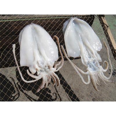 ふるさと納税 熱海市 【熱海ブランド】網代産　朝獲れ　あおりいかの一夜干し　2枚 |  | 01