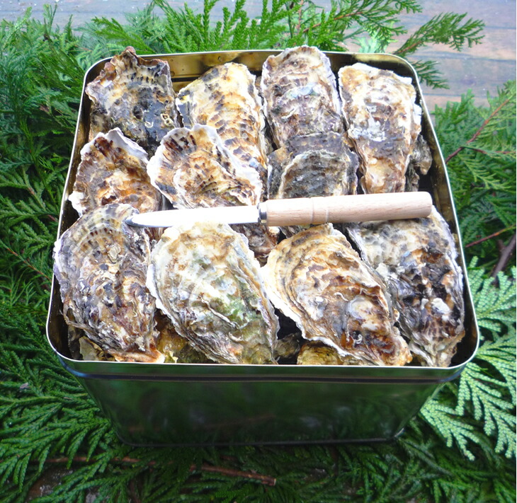 魚介類 牡蠣 / 能登かき / 殻付き・加熱用・半斗缶［約40～50個］ ※2024年12月上旬～2025年5月上旬頃に順次発送予定 ※離島への発送不可
