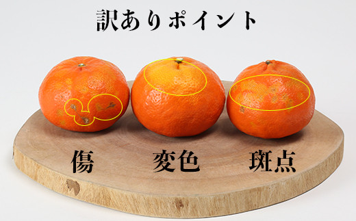 【訳あり・優品】野菜ソムリエ石児さんの「アンコール 10kg」 ミカン みかん 蜜柑 柑橘 10kg 訳あり 甘い 柑橘類 アンコール アンコールオレンジ フルーツ 先行予約 <103-020>