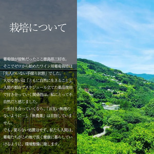 【醸造所 直送】 こだわり 国産 ワイン 750ml 2本 ぶどう【 ワイン 】