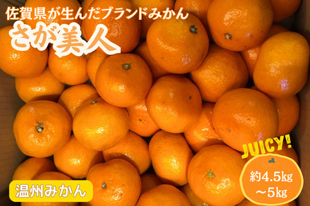 【先行予約】佐賀みかん さが美人 フルーツ 果物 期間限定 みかん ブランドみかん 温州みかん 贈答 贈り物 お歳暮 ダイニング佐賀：B175-009