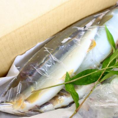 ふるさと納税 いの町 仁淀川の天然鮎(4匹〜8匹)★冷凍 |  | 03