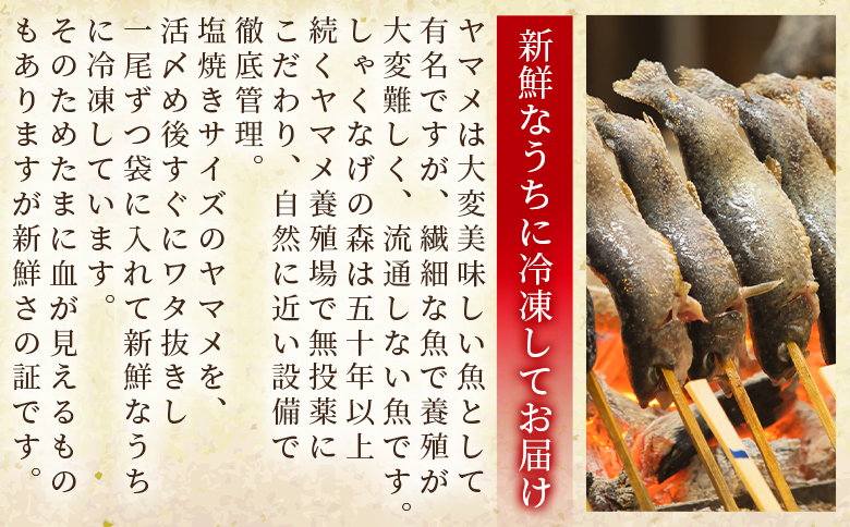 ＜新鮮冷凍ヤマメ 50尾＞ 国産 九州産 尺ヤマメ 山女魚 水産物 魚 魚介 川魚 養殖魚 塩焼き バーベキュー BBQ【MI773-sk】【有限会社しゃくなげの森】 約100g×50尾