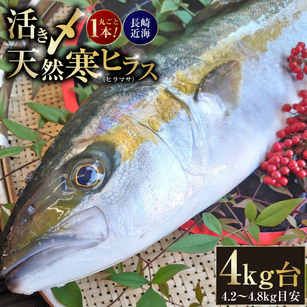 【ふるさと納税】丸ごと1本！長崎近海 活き〆天然寒ヒラス（ヒラマサ） まるごと一尾 4kg台（4.2〜4.8kg目安） ひらす ひらまさ 鮮魚 魚 さかな 魚介類 水産物 海産物 浜揚げ 新鮮 冷蔵 長崎県産 国産 長崎県 長崎市 送料無料 【2025年9月下旬～2026年2月下旬迄発送予定】