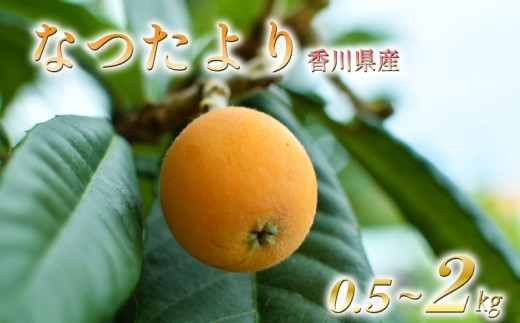 【先行予約】【2027年5月下旬以降発送】 びわ なつたより 選べる 約500g化粧箱 約1kg 約2kg 冷蔵 枇杷 果物 フルーツ 香川県 丸亀市