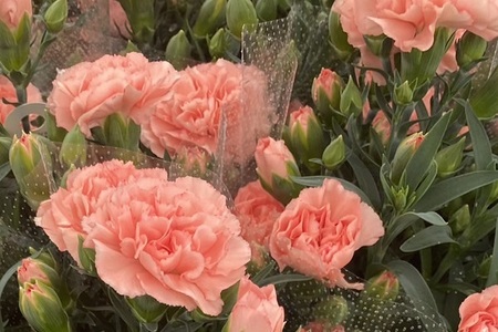 【5月初旬より順次発送】成澤さんのカーネーション オレンジジェラート（入金期限：2025.4.30）