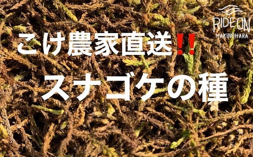 【こけ専門 農家直送】 スナゴケ の 種 5L すなごけ 砂苔 苔玉 コケ こけ苔 こけだま 苔だま コケダマ コケ玉 苔リウム 苔テラリウム はいごけ ハイゴケ 種 たね 苔の種 インテリア インテリアグリーン 観葉植物 家庭用 簡単 お手軽 自由研究 綺麗 夏休み かんようしょくぶつ ガーデニング がーでにんぐ 園芸植物 しょくぶつ 農家直送 産地直送 牧之原市 静岡県 コケノミウラ
