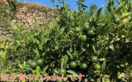 【先行予約】極早生温州みかん 4kg  みかん みかん みかん