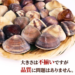 【先行予約】 訳あり はまぐり 3kg 砂抜き 【 はまぐり 】