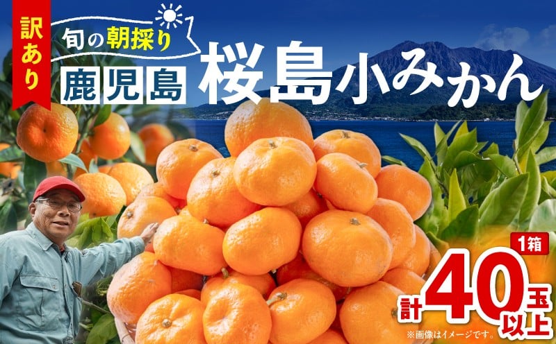 
            旬の朝採り！鹿児島桜島小みかん 1箱　K343-003
          