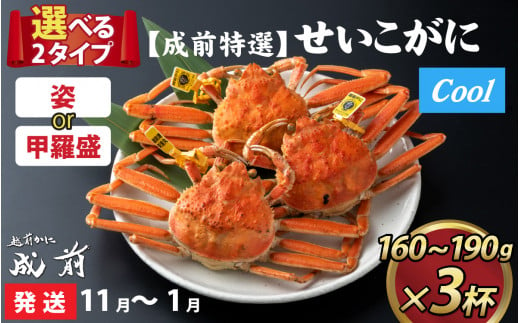 【先行予約】選べる！美味しさ直送【成前特選】 せいこがに （160g～190g）×3杯【11月～1月発送】姿 [C-028040_06]