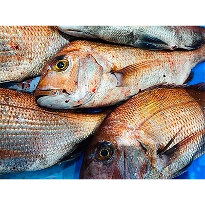 竹中水産の「宇和海産−お刺身用天然真鯛」約2キロセット!(大、中、小混1枚〜3枚)【F22−262】【配送不可地域：離島・北海道・沖縄県】【1075514】