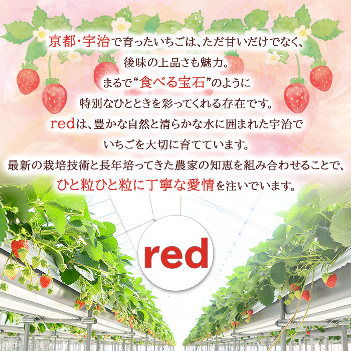＜先行予約！2026年12月中旬以降順次発送＞京都府宇治市産いちご(大粒・各計約500g・約250g×2パック・ギフト箱入り) 特産品 苺 イチゴ 果物 くだもの フルーツ 【uj-FL002-B】【